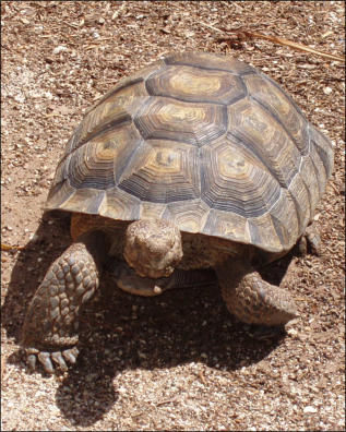 Sage Walnut Tortoise